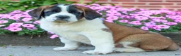 Saint Bernard dogs for sale: Ernie  - Ad 3