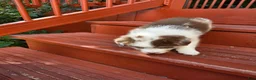 Australian Shepherd dogs for sale: Red merle female - Ad 4