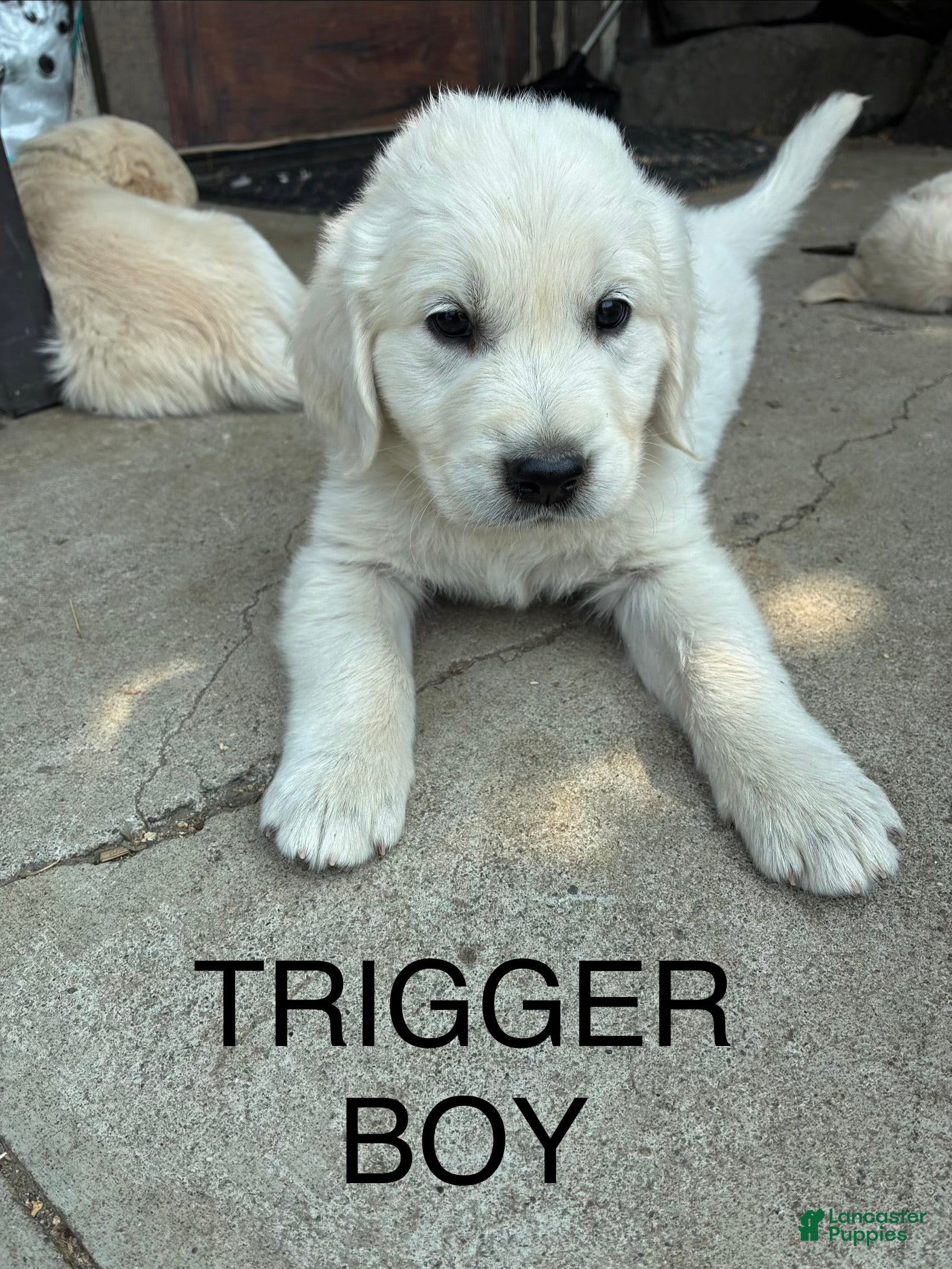 Goldador dogs Trigger - Ad 26