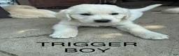 Goldador dogs for sale: Diesel  - Ad 4