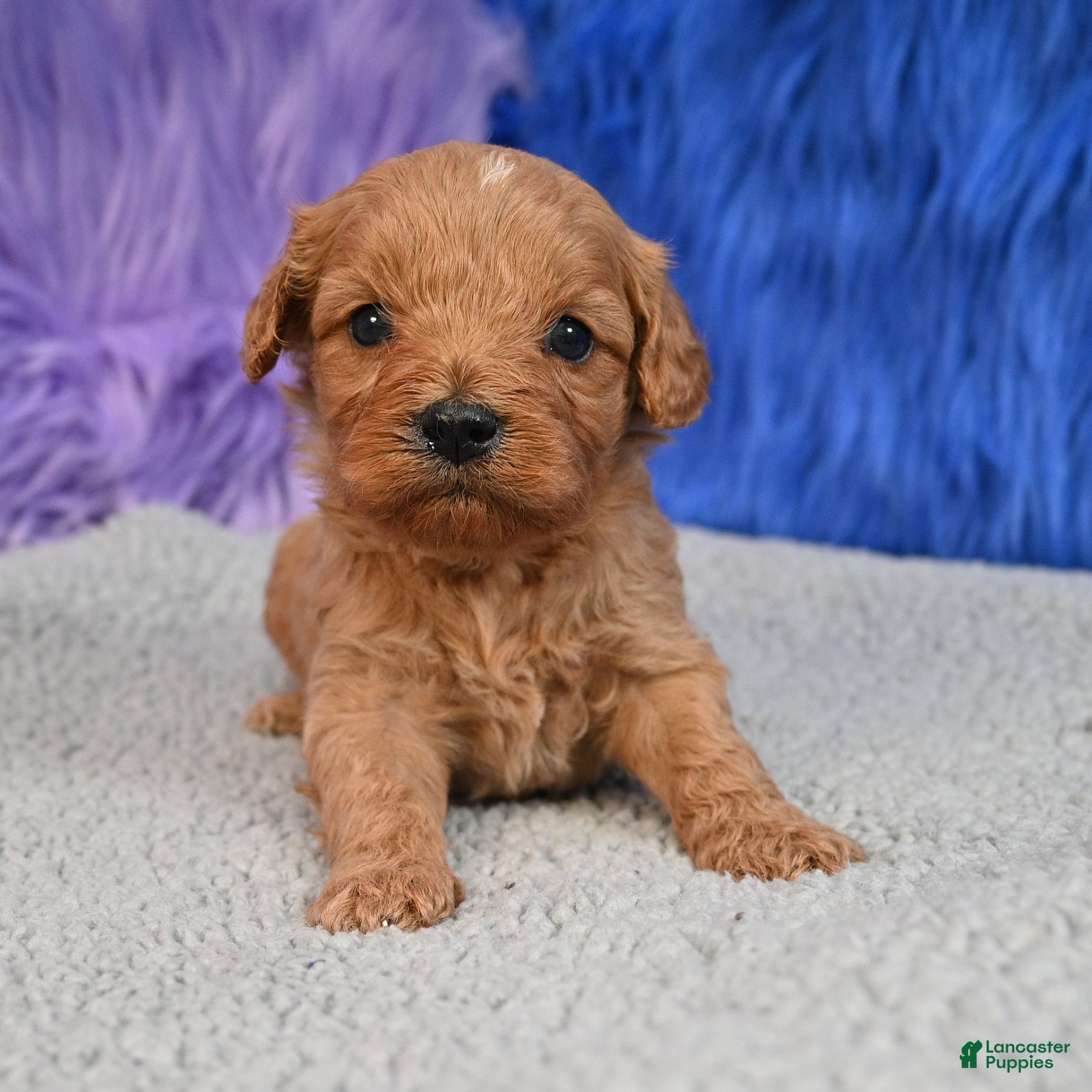 Cavapoo dogs for sale: Cavapoo 6 - Ad 2