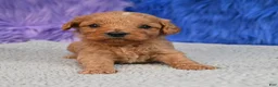 Cavapoo dogs for sale: Cavapoo 6 - Ad 2