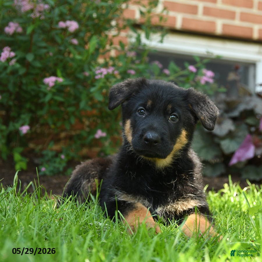 German Shepherd dogs for sale: Sparrow - Ad 3