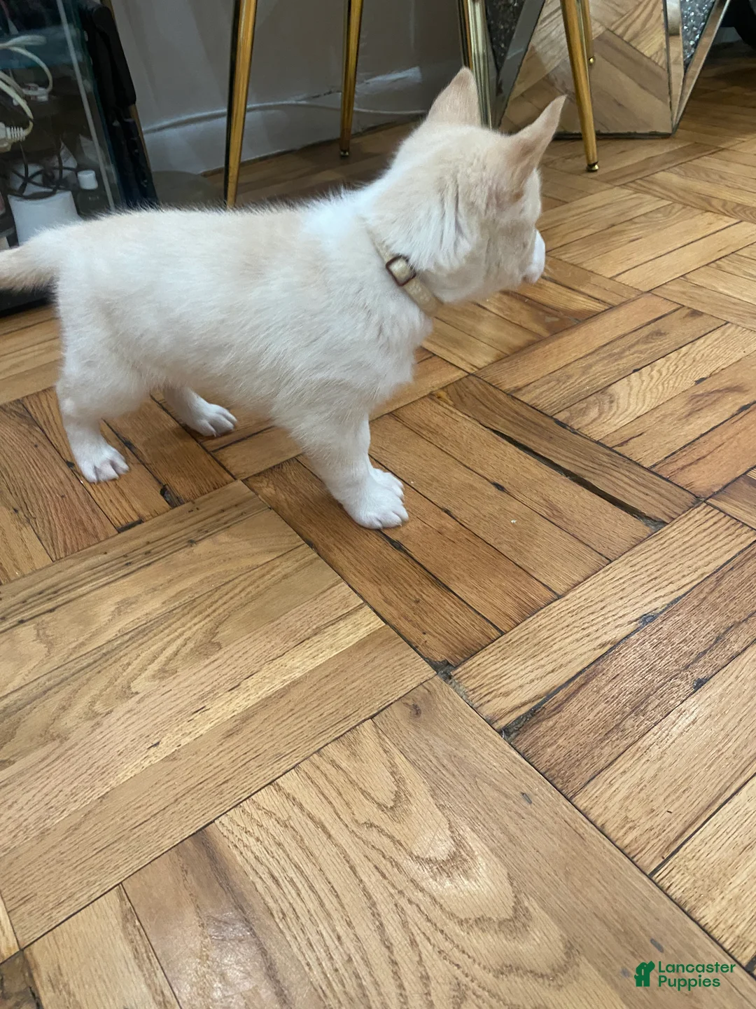 Siberian Husky dogs for sale: Caramel  - Ad 4