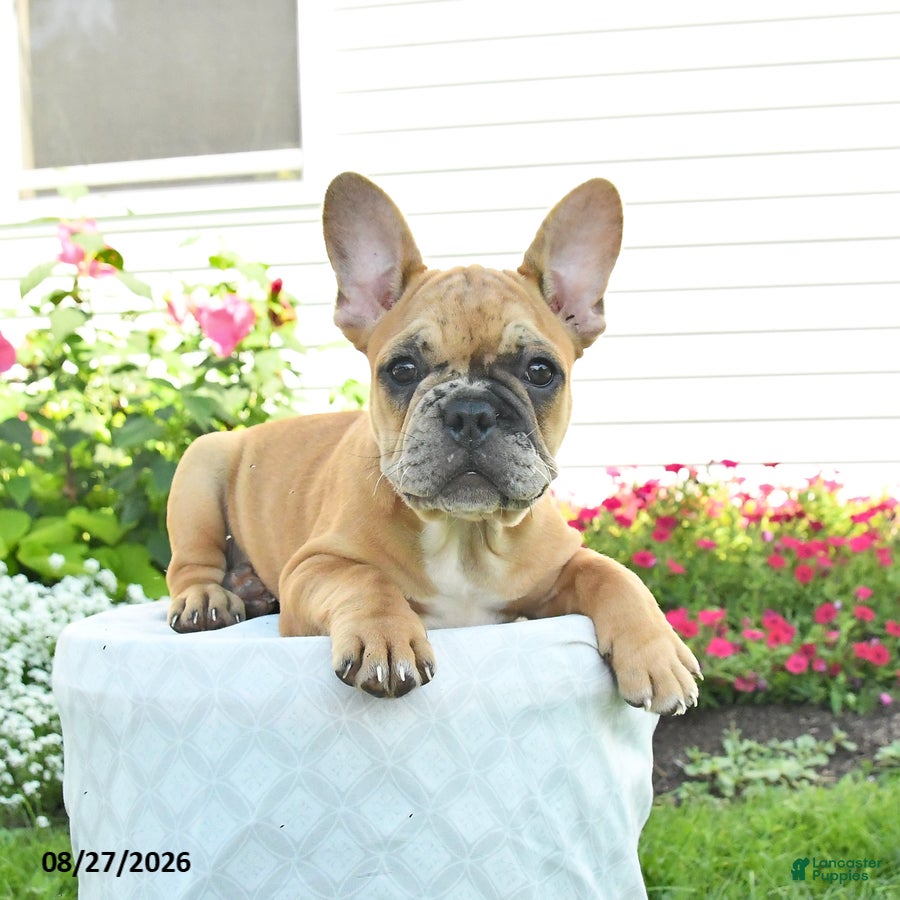 French Bulldog dogs Molly - Ad 2