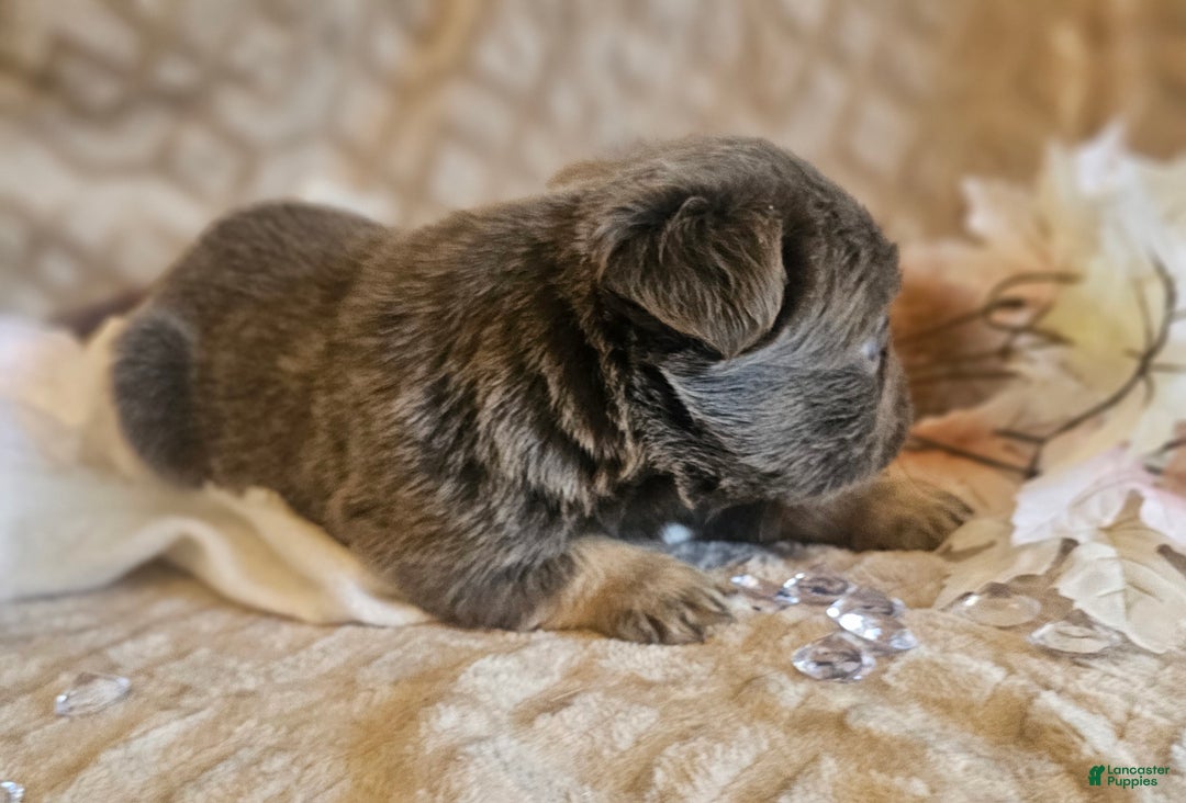 French Bulldog dogs for sale: Velour AKC Fluffy Carrier  - Ad 34