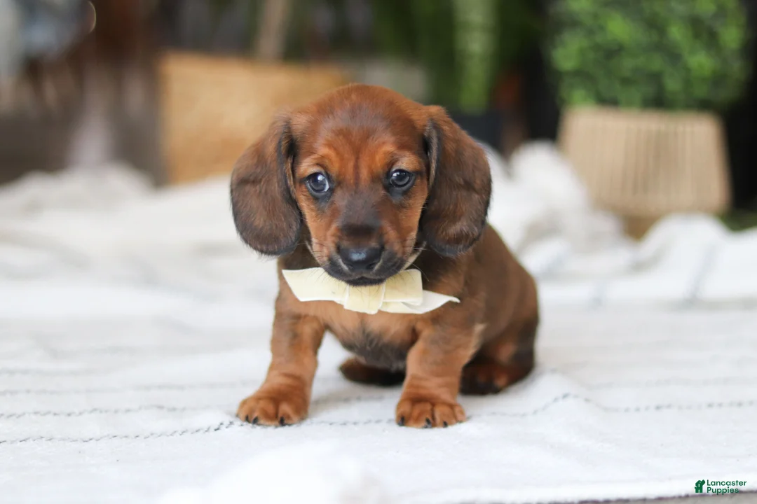 Miniature Dachshund dogs for sale: Pepperoni - Ad 6