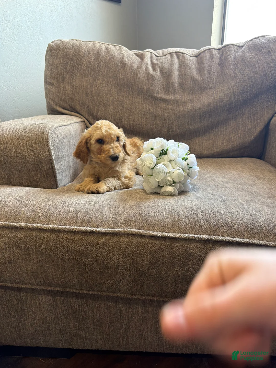 Goldendoodle dogs for sale: Blondie - Ad 3