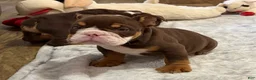English Bulldog dogs for sale: Rolly polly - Ad 3