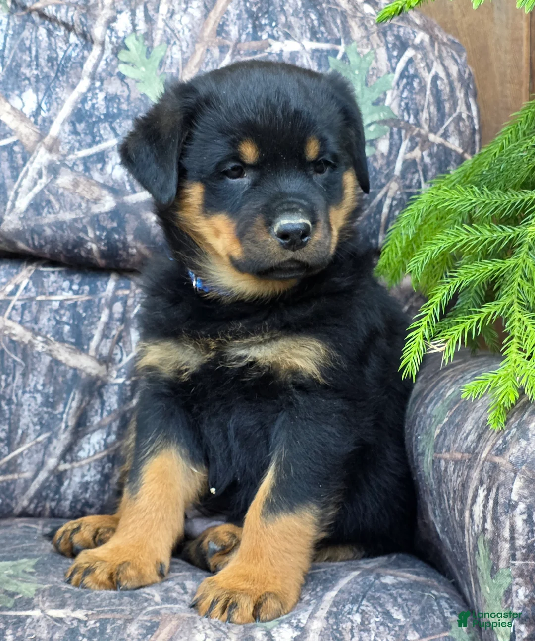 Rottweiler dogs for sale: Dominic - Ad 2