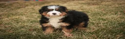 Bernedoodle dogs for sale: Pandora - Ad 5