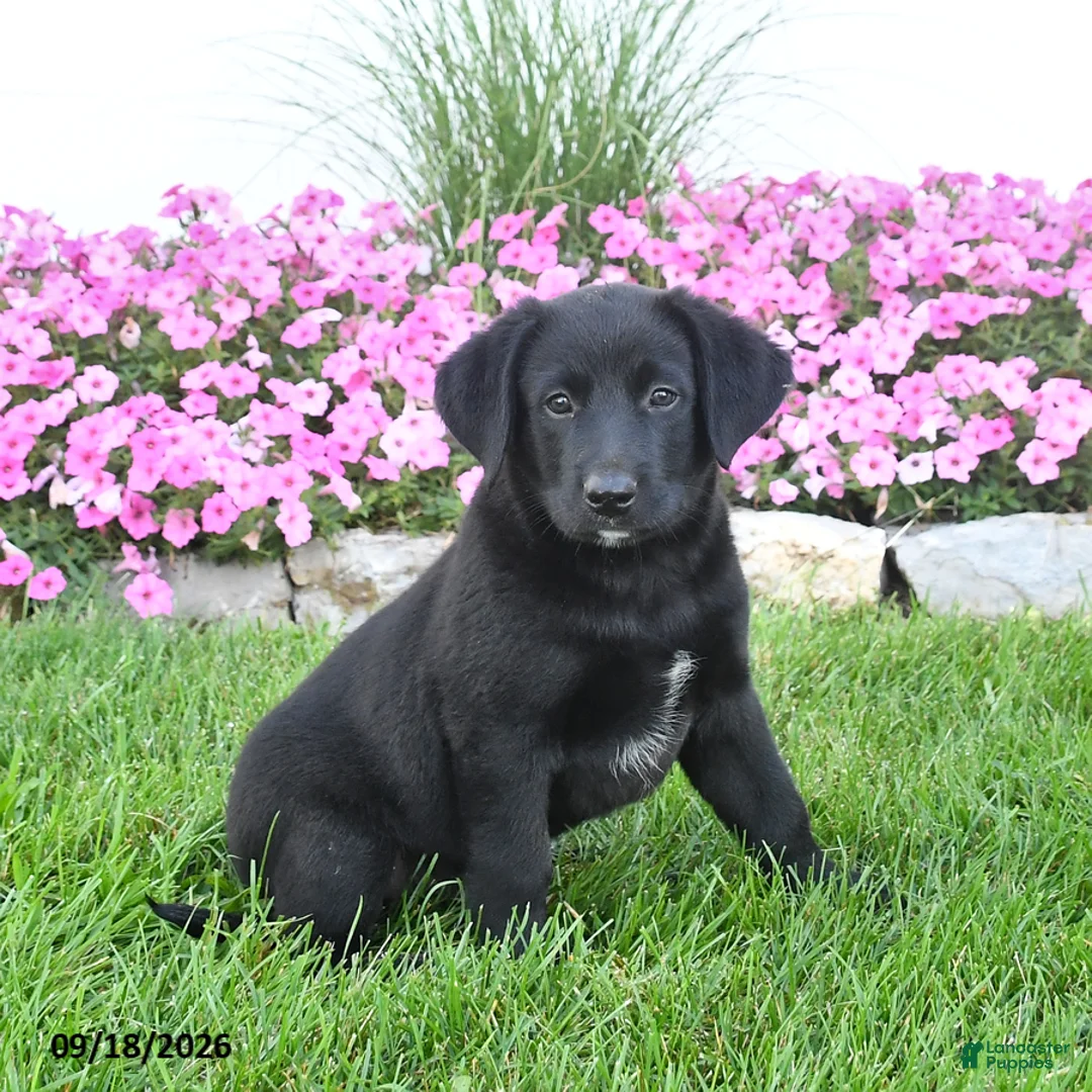 Mixed Breed dogs for sale: Buster - Ad 1