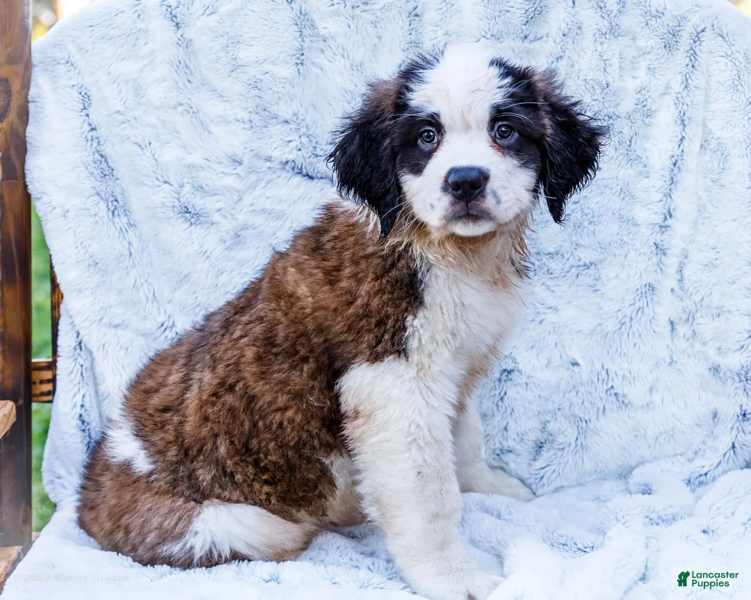 Saint Bernard dogs for sale: Smarty - Ad 1
