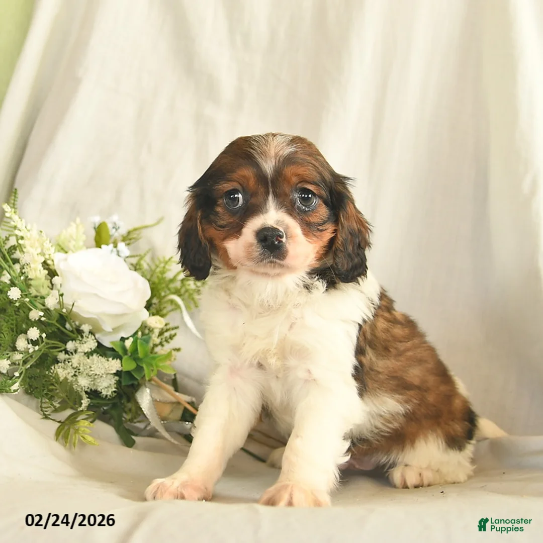 Mixed Breed dogs for sale: Charlie  - Ad 1