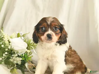 Mixed Breed dogs for sale: Charlie - Ad 4