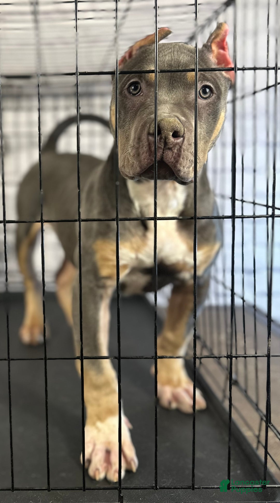 American Bully dogs for sale: Diezel - Ad 10