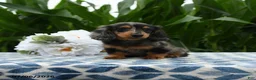 Miniature Dachshund dogs for sale: Hey Dude - Ad 1
