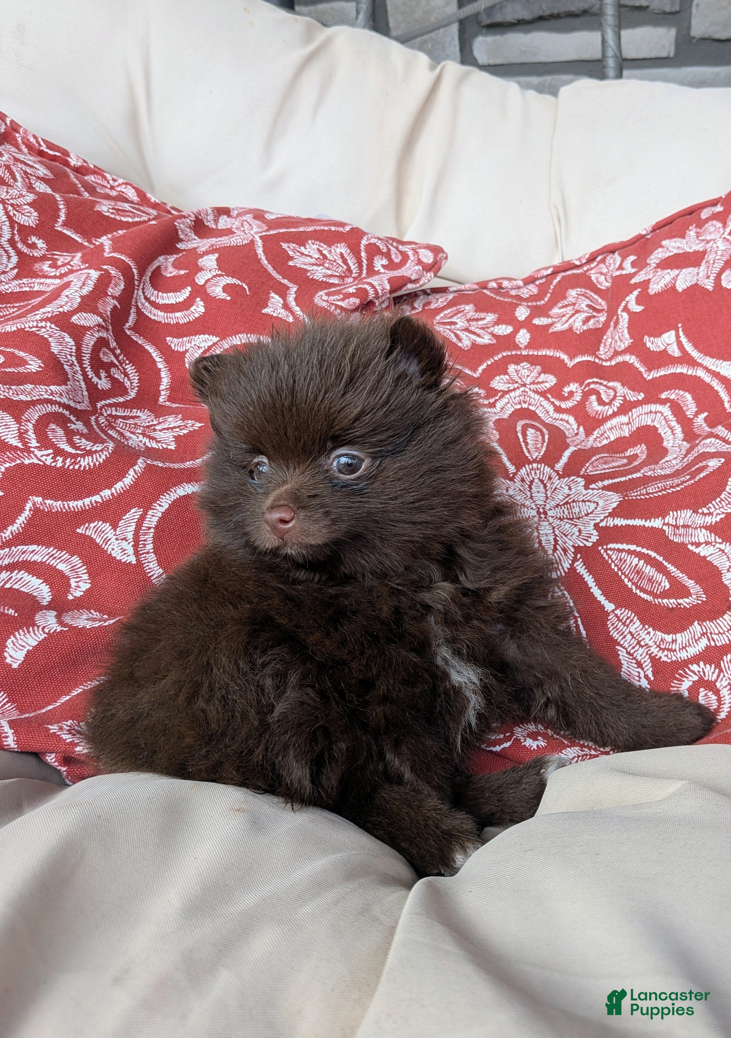 Pomeranian dogs  Sophie - Ad 2