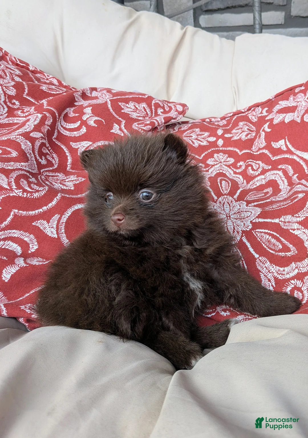 Pomeranian dogs for sale:  Sophie - Ad 2