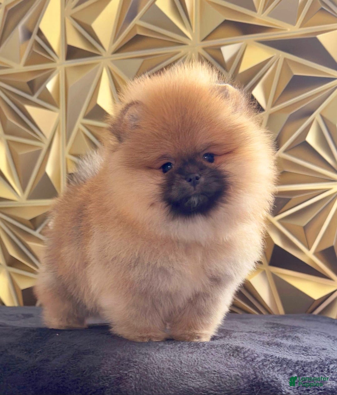 Pomeranian dogs for sale: BARBIE - Ad 4