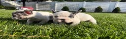 French Bulldog dogs for sale: Ying - Ad 3