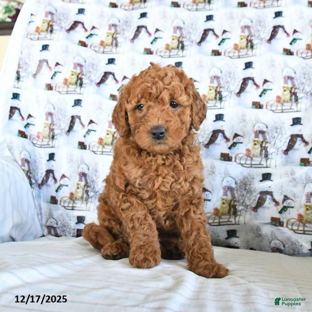 Mini Goldendoodle dogs for sale: Frosty - Ad 3