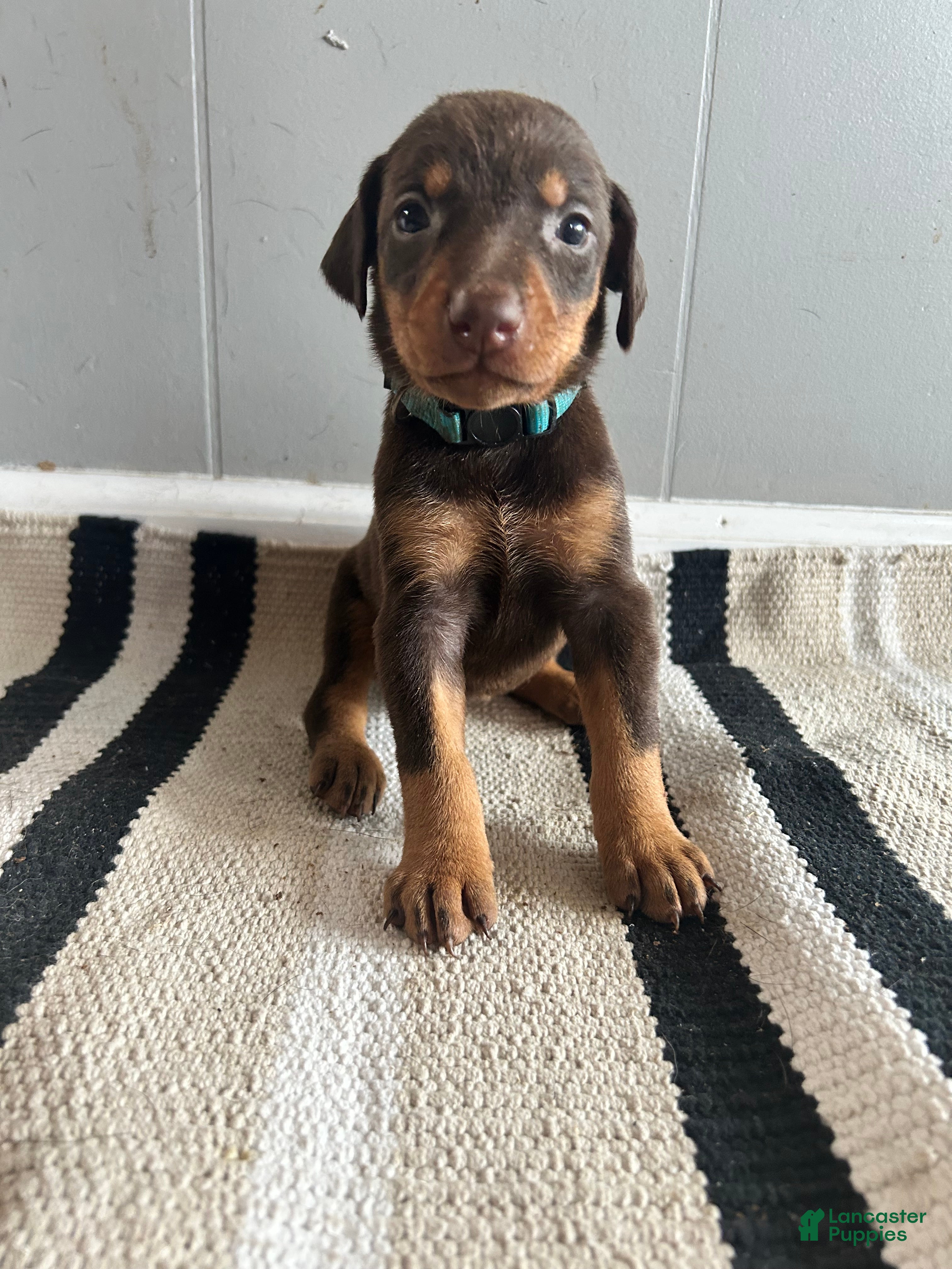 Doberman Pinscher dogs Blue Collar  - Ad 15