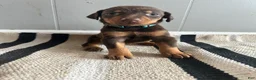 Doberman Pinscher dogs for sale: Blue Collar  - Ad 1