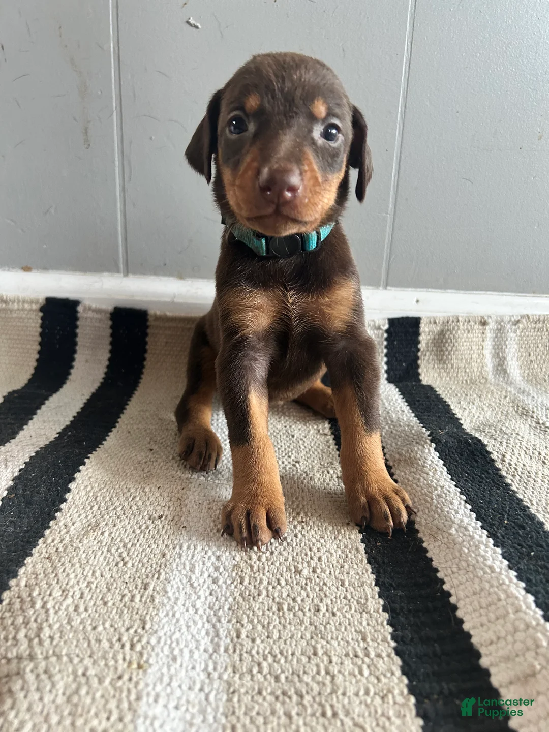 Doberman Pinscher dogs for sale: Blue Collar  - Ad 1