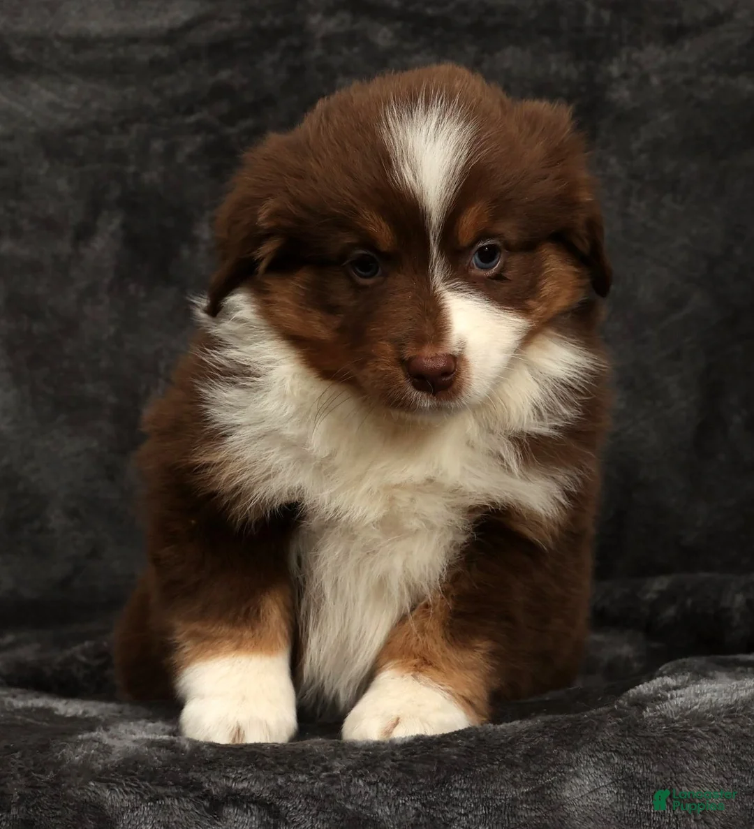 Miniature Australian Shepherd dogs for sale: Sandy - Ad 4