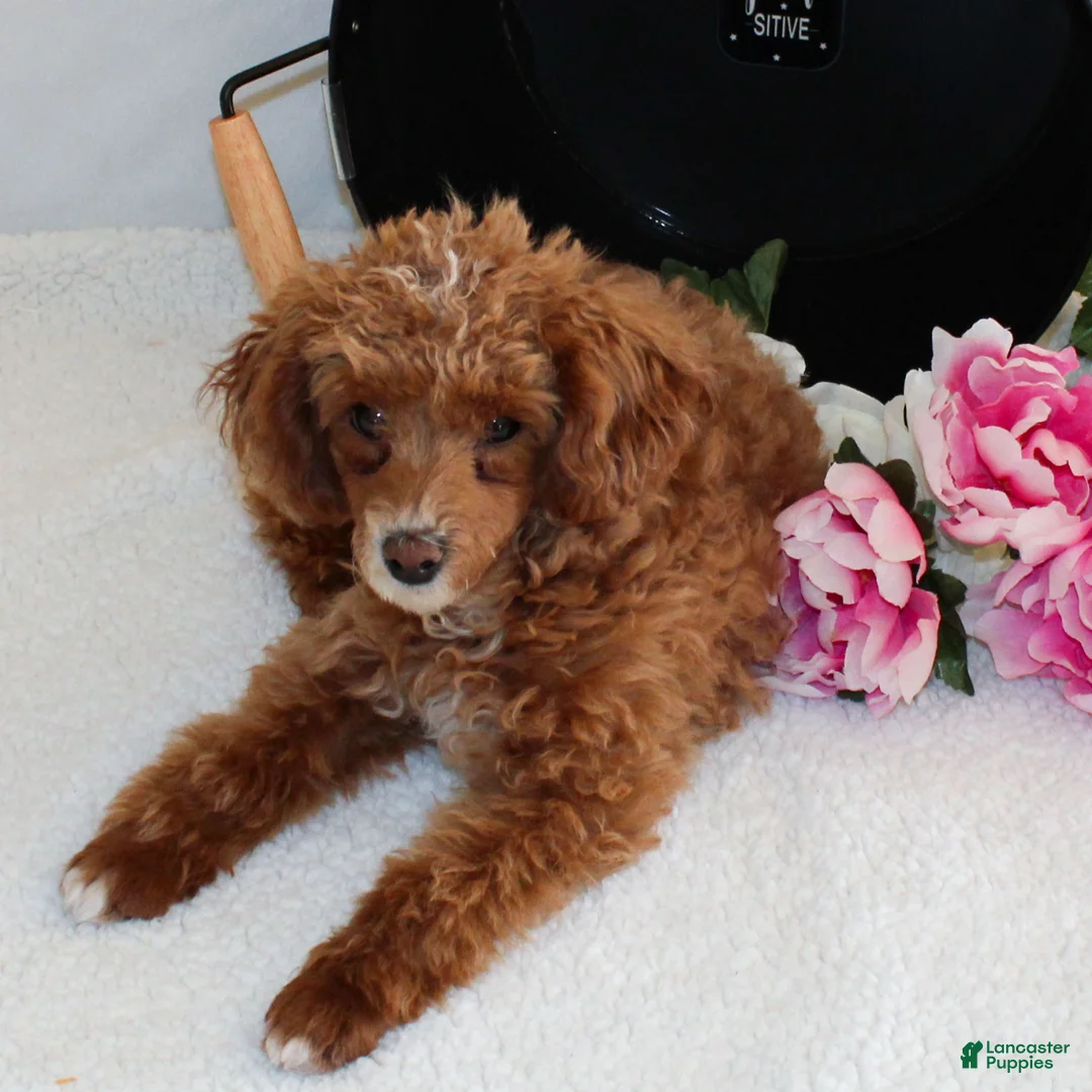 Miniature Poodle dogs for sale: Teddy - Ad 5