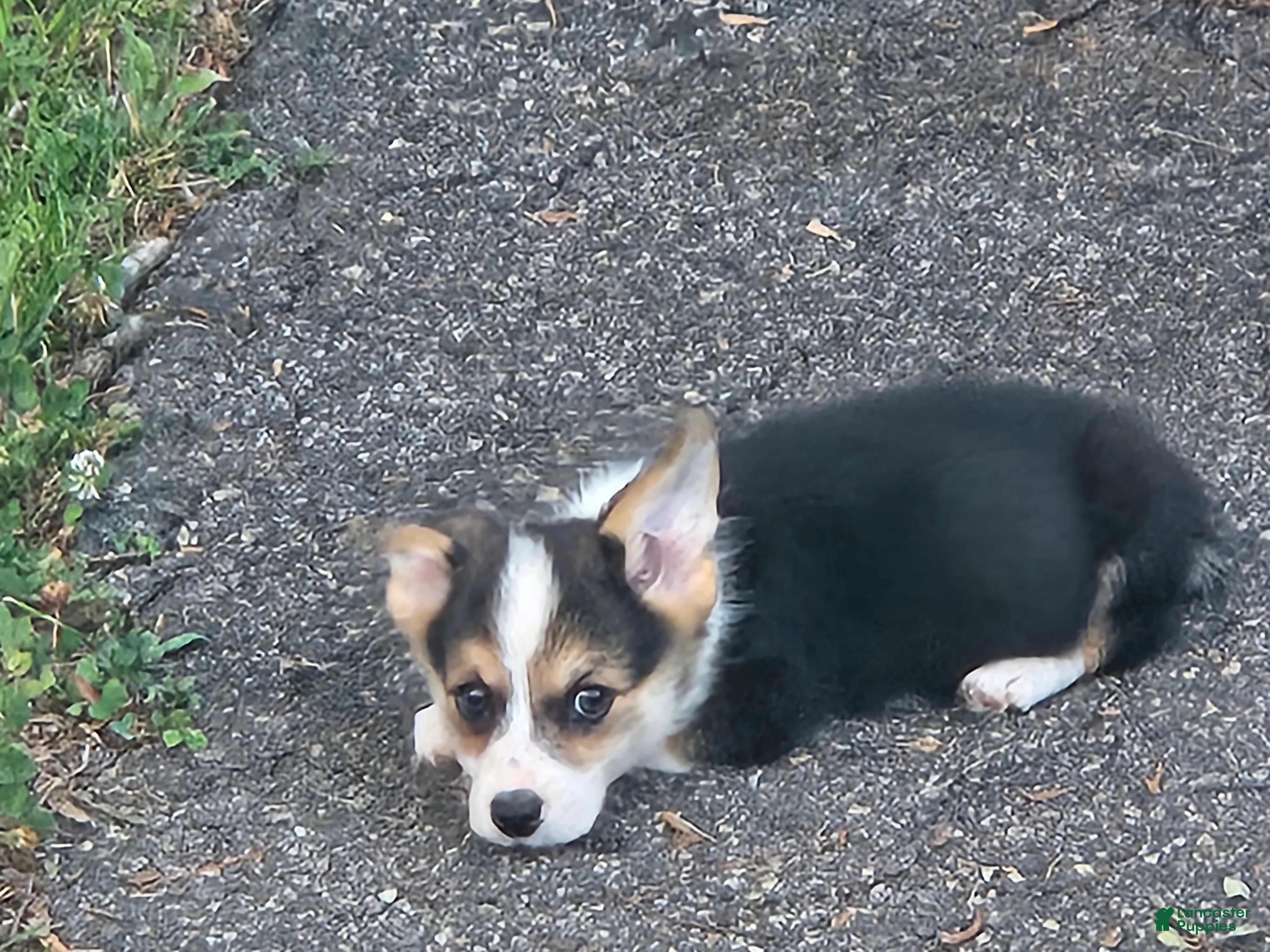 Welsh Corgi Pembroke dogs Green Male - Ad 42