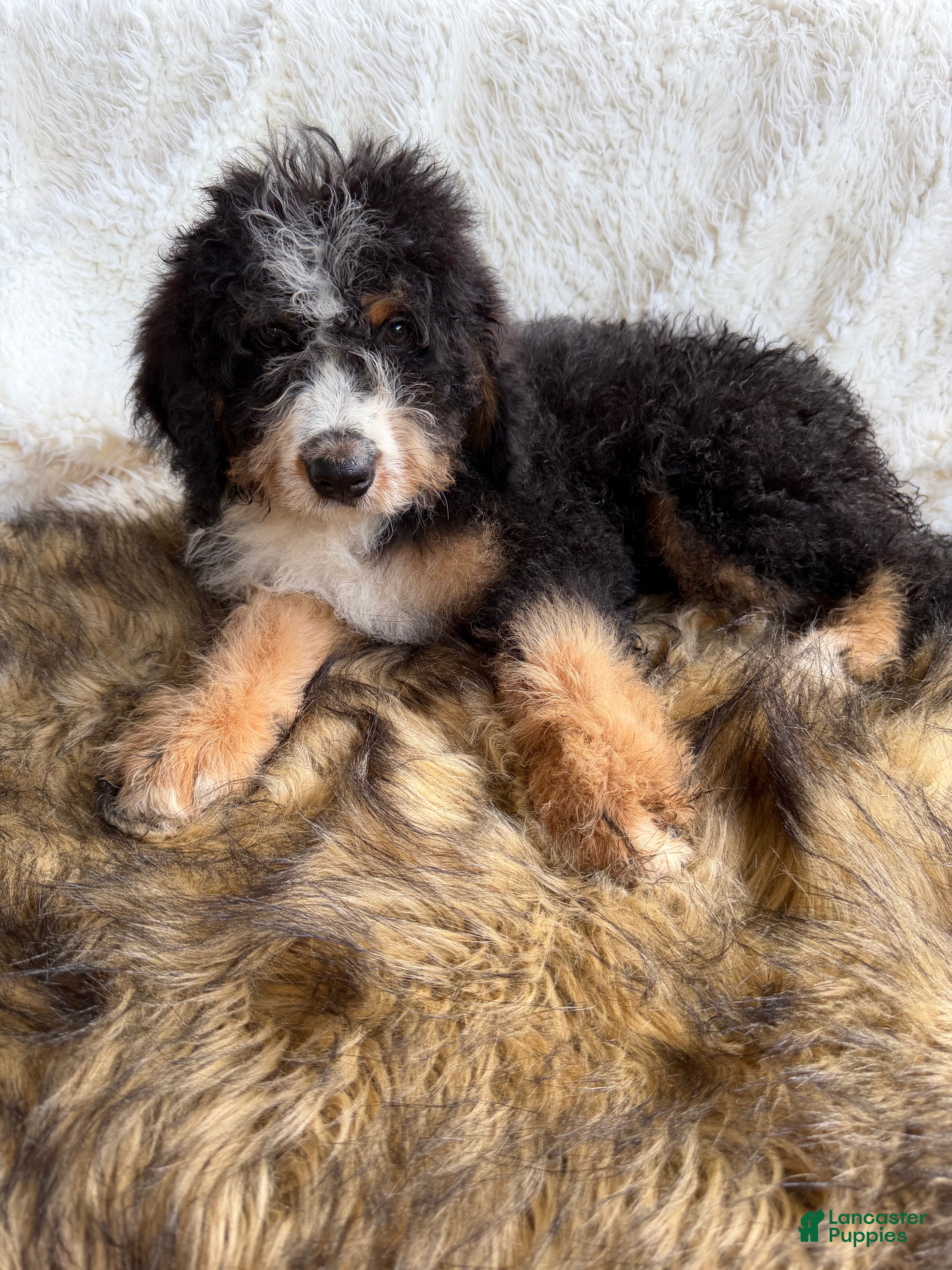 Bernedoodle dogs Bourbon “kid friendly ” Raised with kids  - Ad 1
