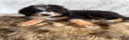 Bernedoodle dogs for sale: Bourbon “Ultra Bernedoodle”  - Ad 5