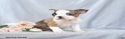 Boston Terrier dogs for sale: Frank  - Ad 3