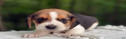 Beagle dogs for sale: Aurora - Ad 3