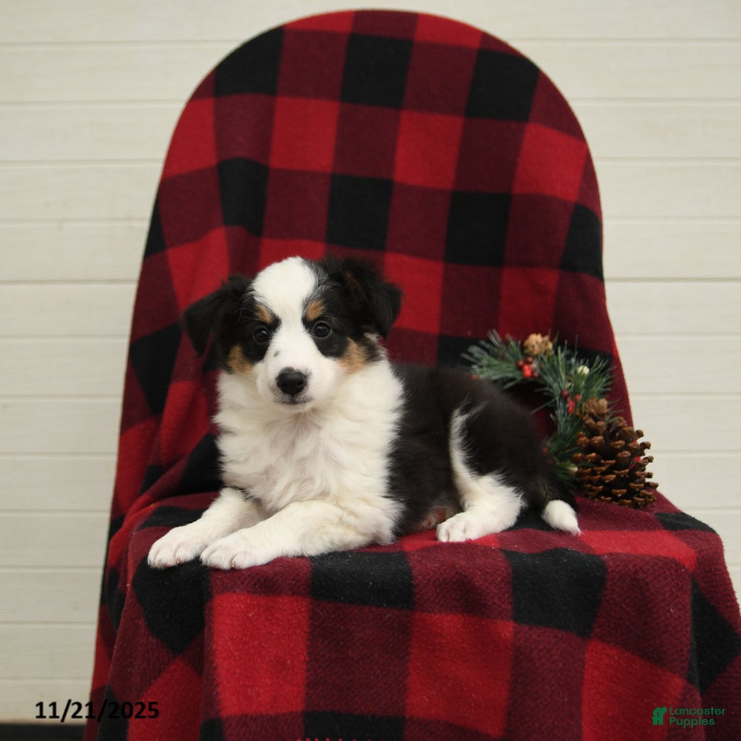 Mixed Breed dogs for sale: Patches - Ad 5