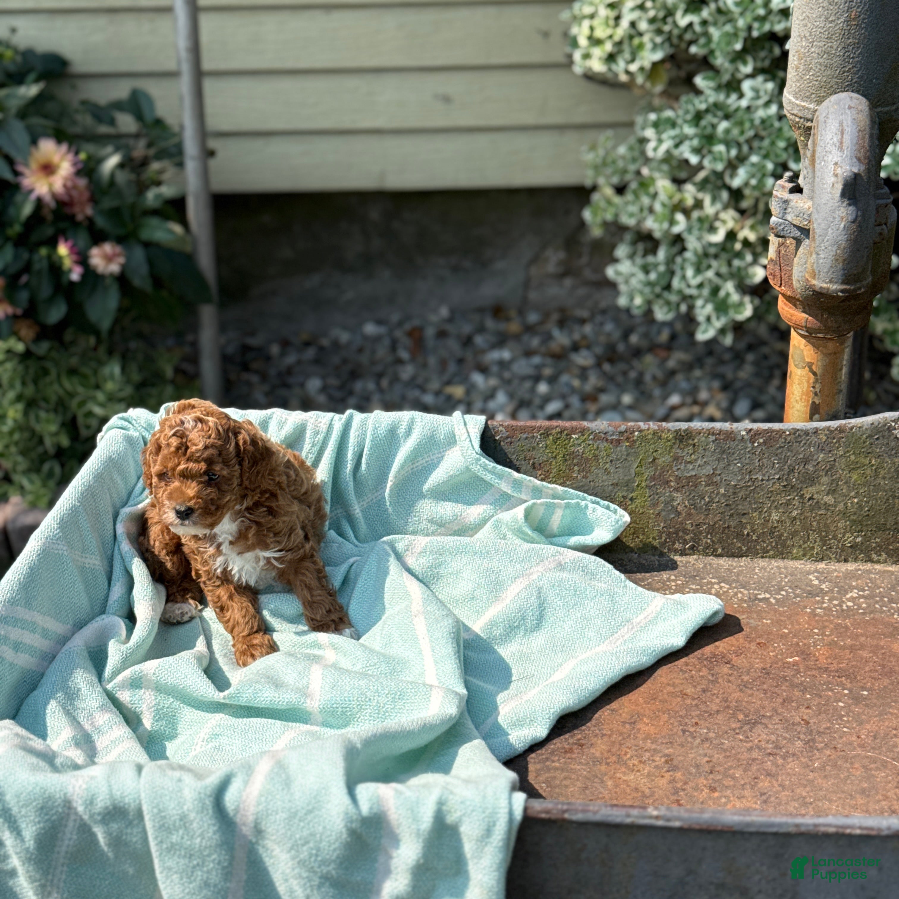 Toy Poodle dogs Pepsi - Ad 2