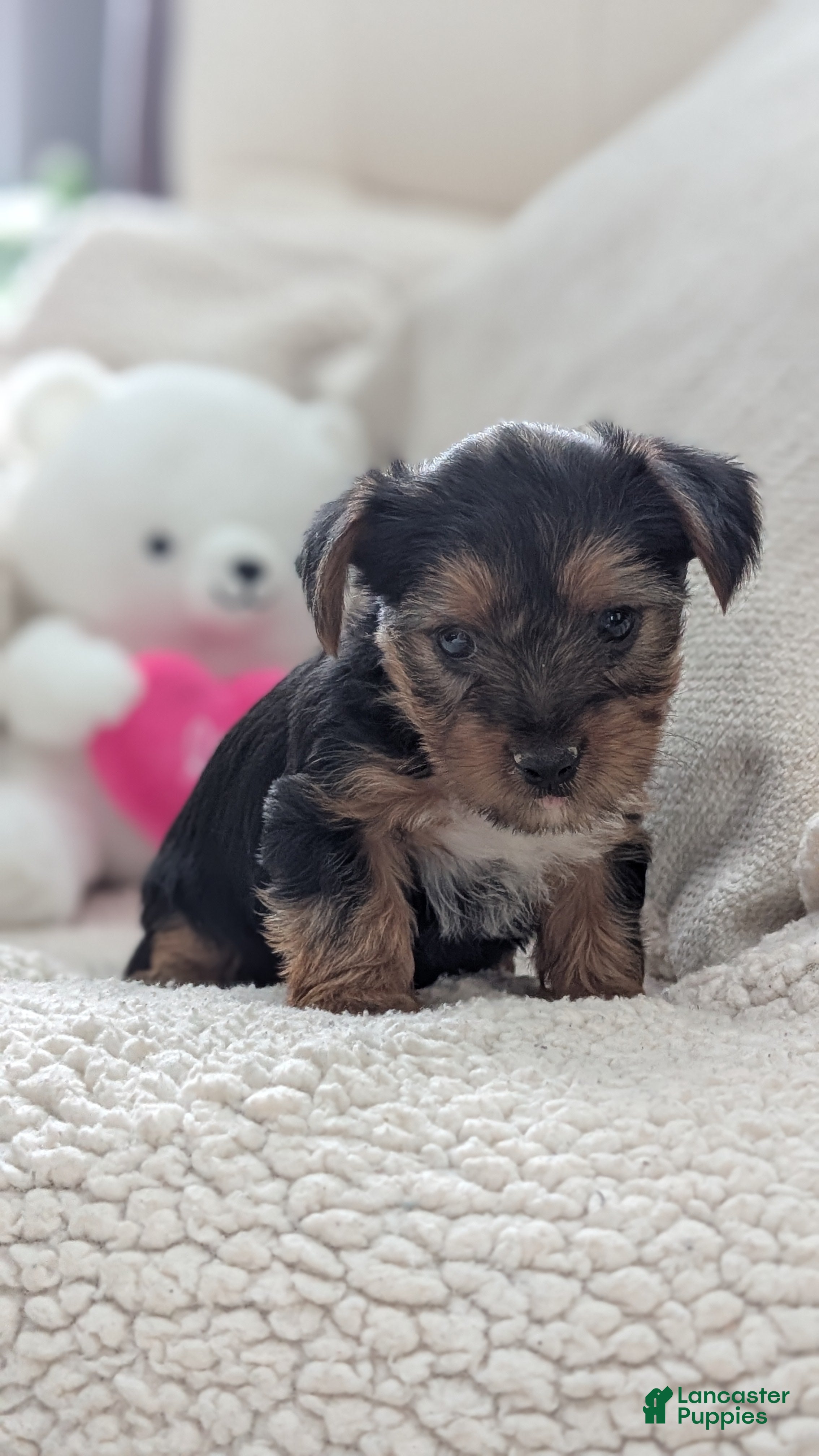 Yorkshire Terrier dogs Angel - Ad 2