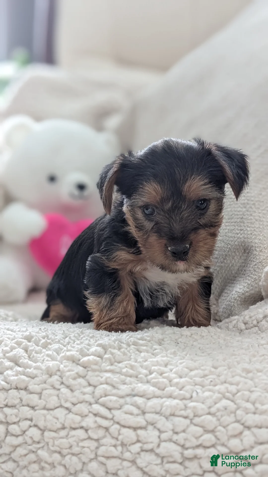 Yorkshire Terrier dogs for sale: Angel - Ad 2