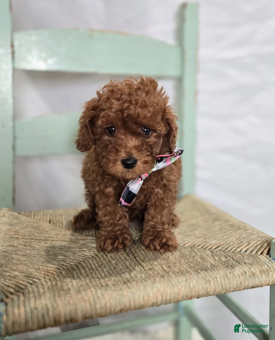 Toy Poodle dogs for sale: Daisy - Ad 8