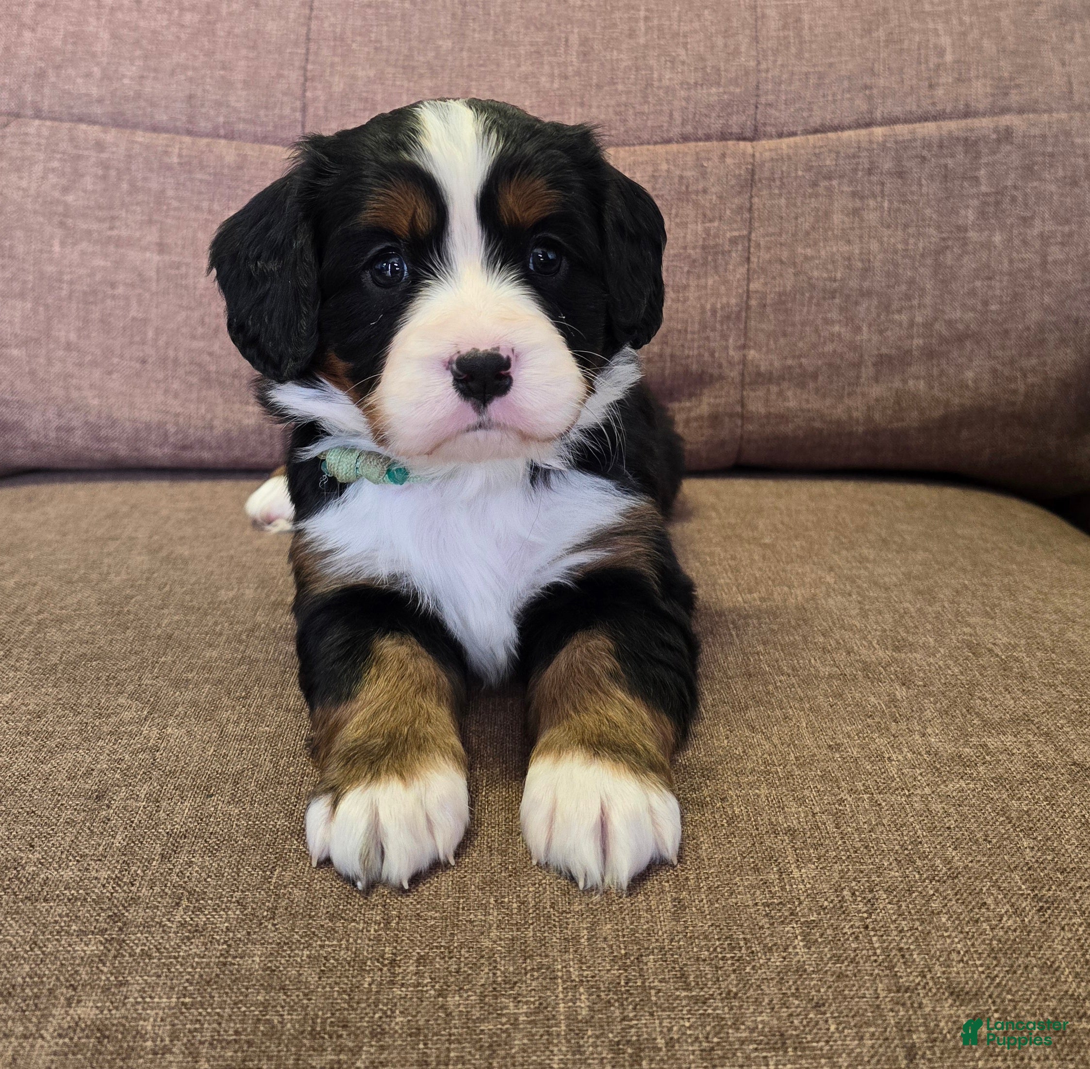 Miniature Bernese Mountain Dog dogs Sidecar - Ad 2