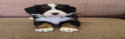 Miniature Bernese Mountain Dog dogs for sale: Tom Collins - Ad 12