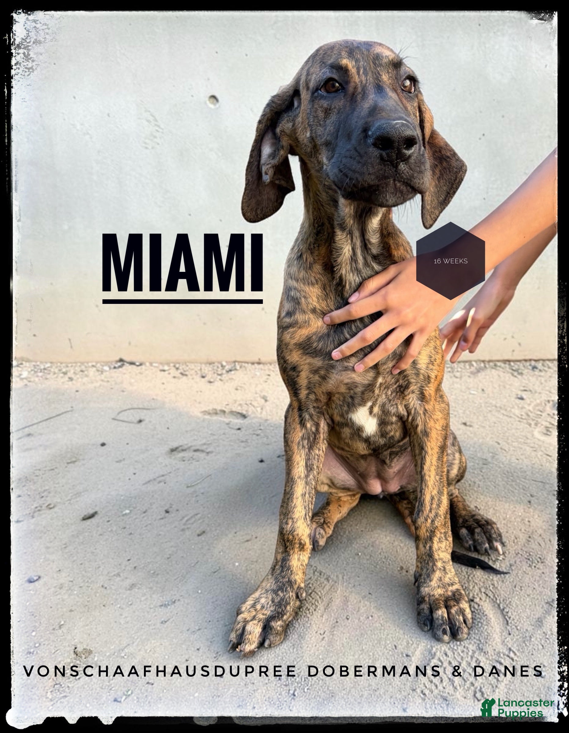 Great Dane dogs for sale: Miami - Ad 2