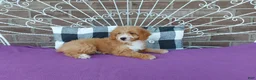 Aussiedoodle dogs for sale: Aussiedoodle 2 - Ad 4