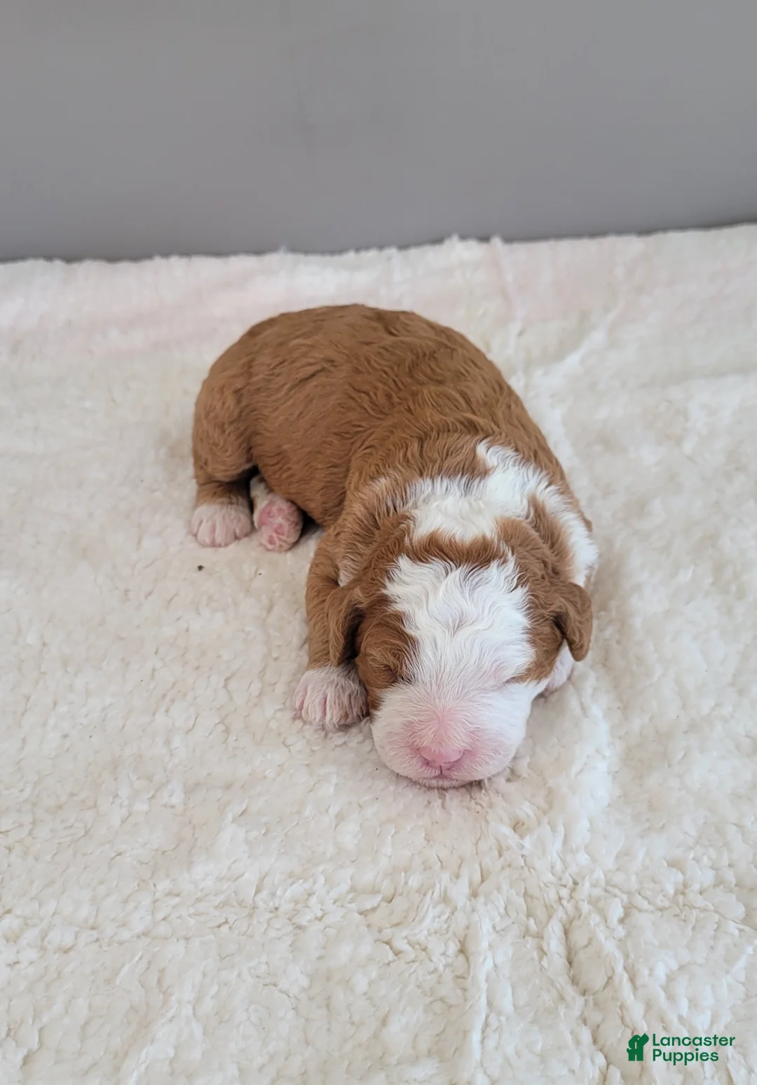 Mini Bernedoodle dogs for sale: Rex - Ad 2