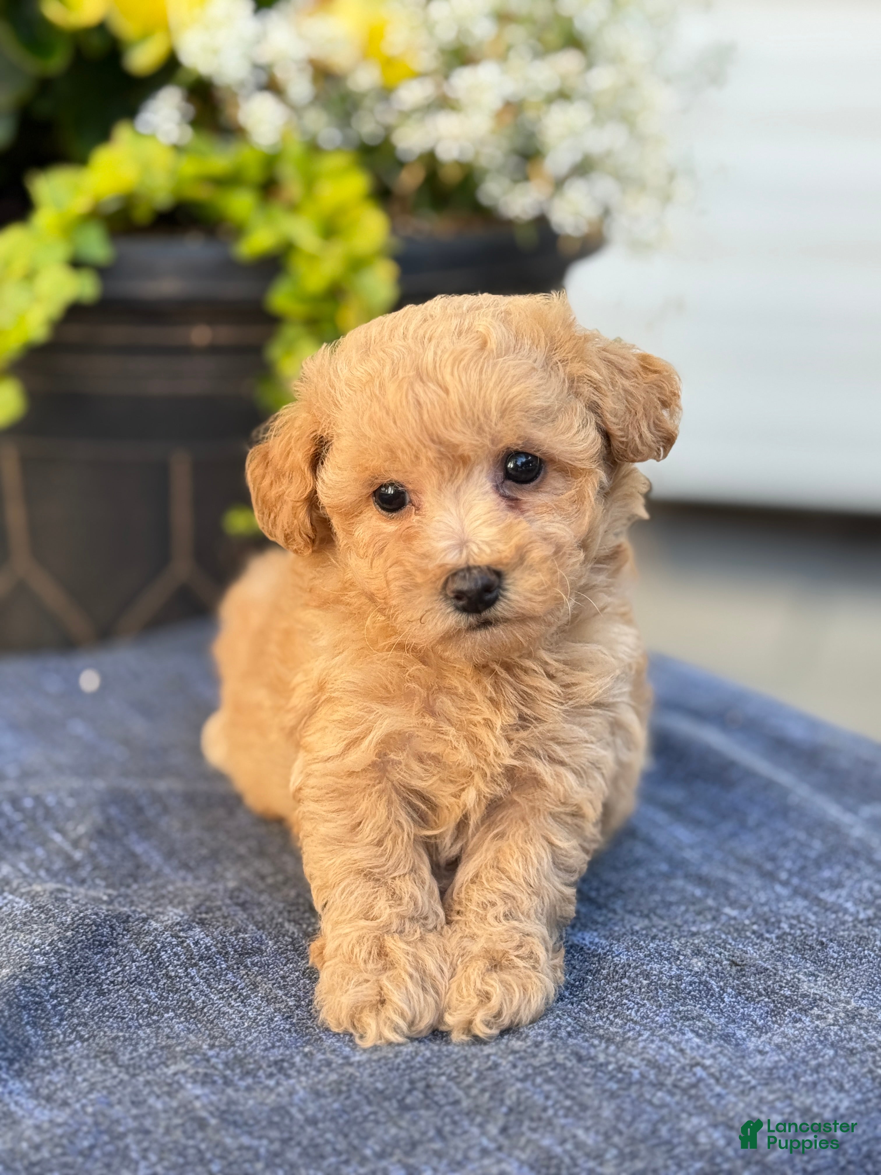 Bichpoo dogs Flora - Ad 1