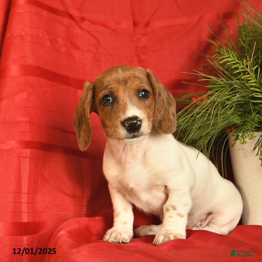 Miniature Dachshund dogs for sale: Jolly  - Ad 3