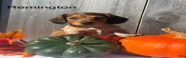 Remington