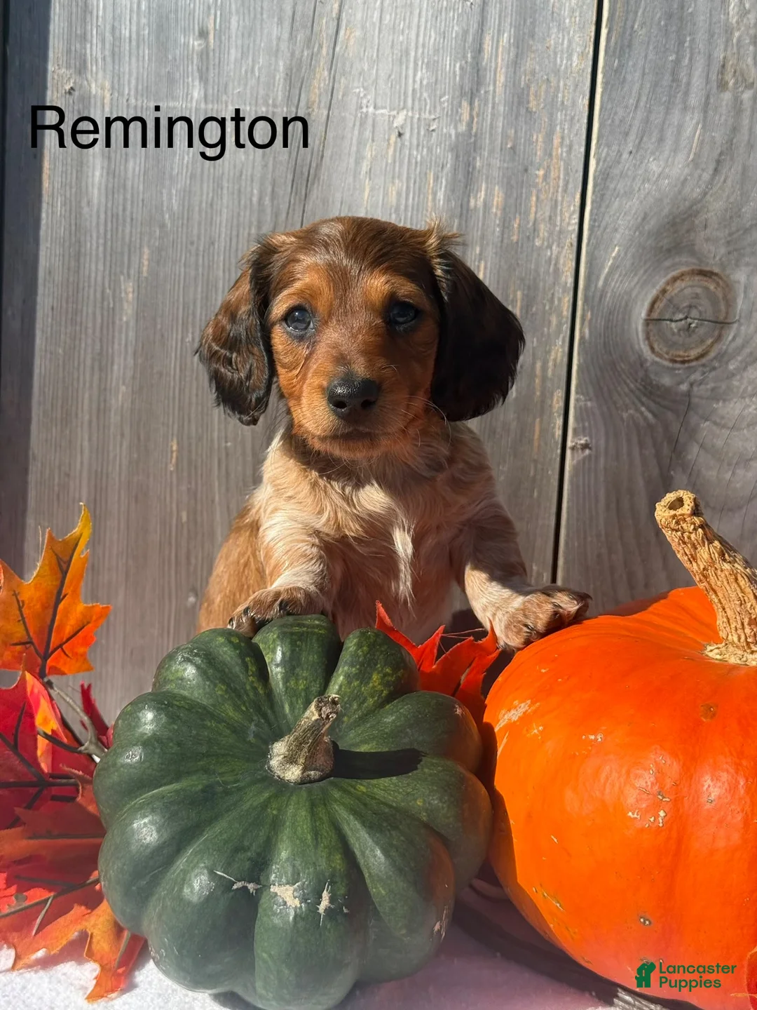 Miniature Dachshund dogs for sale: Remington - Ad 1